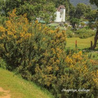 Ulex europaeus L.